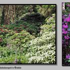 Rhododendronpark 2