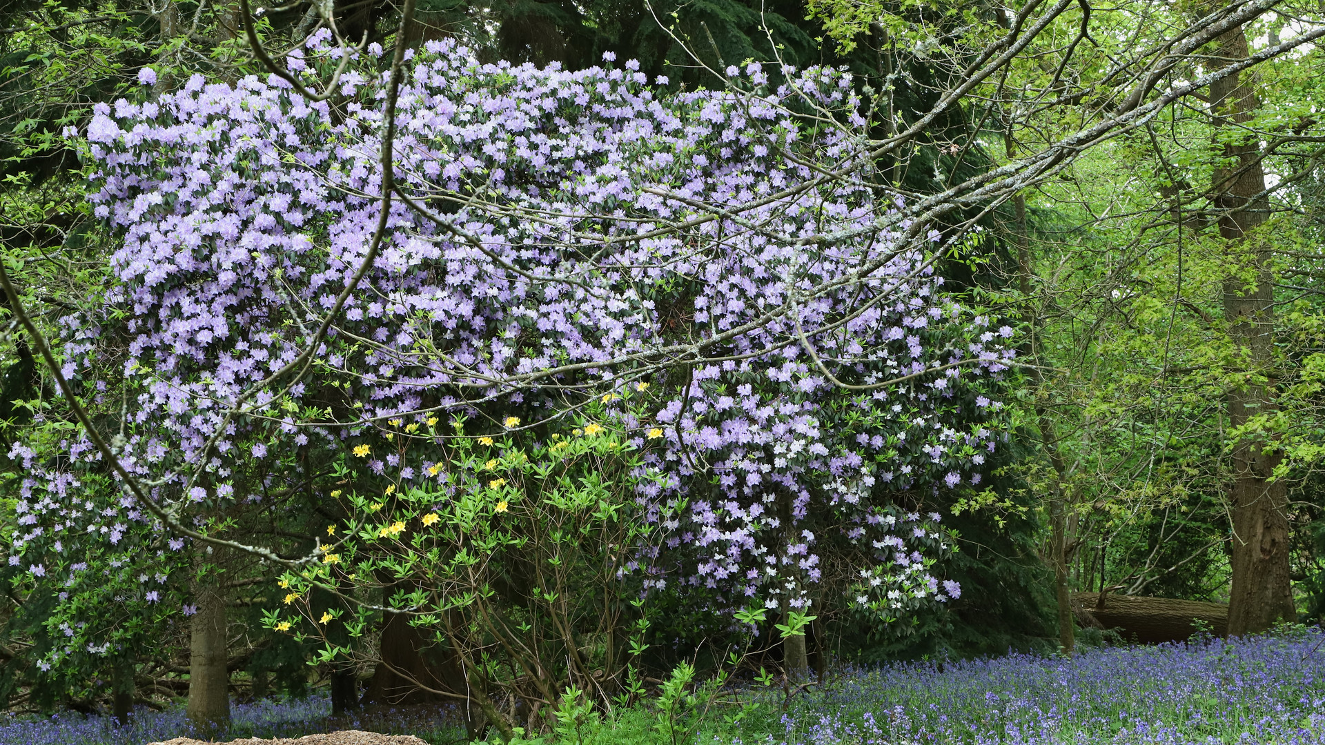 Rhododendronpark (2019_05_01_EOS 6D Mark II_1829_ji