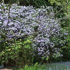 Rhododendronpark (2019_05_01_EOS 6D Mark II_1829_ji