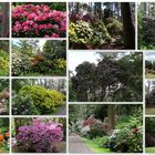 Rhododendronpark