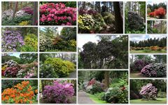 Rhododendronpark