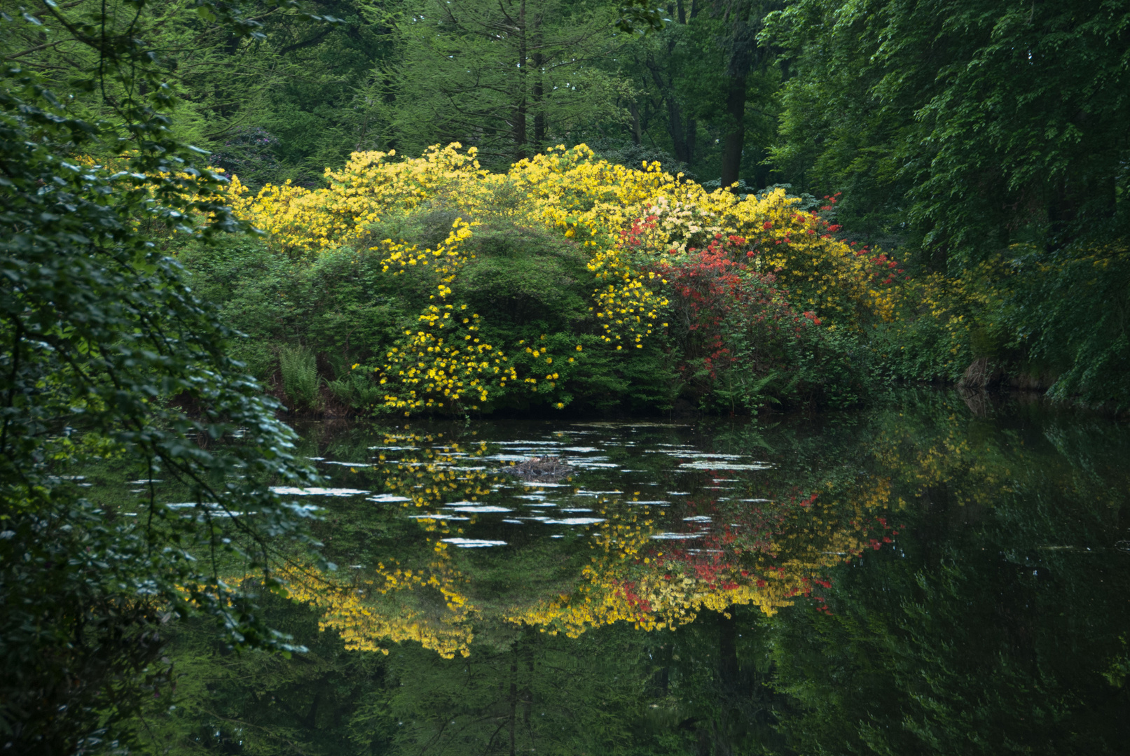 Rhododendronpark