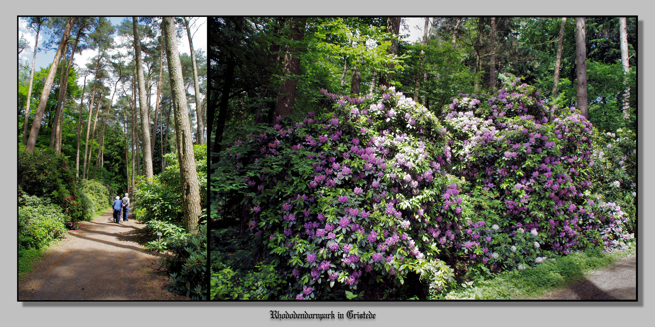 Rhododendronpark