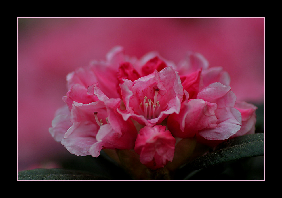 Rhododendronpark Bremen #2