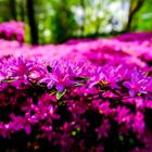 Rhododendronpark Bremen 2024