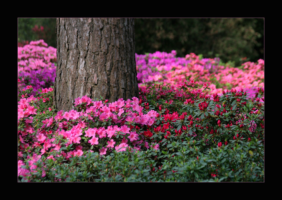 Rhododendronpark Bremen #4