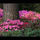 Rhododendronpark Bremen #4