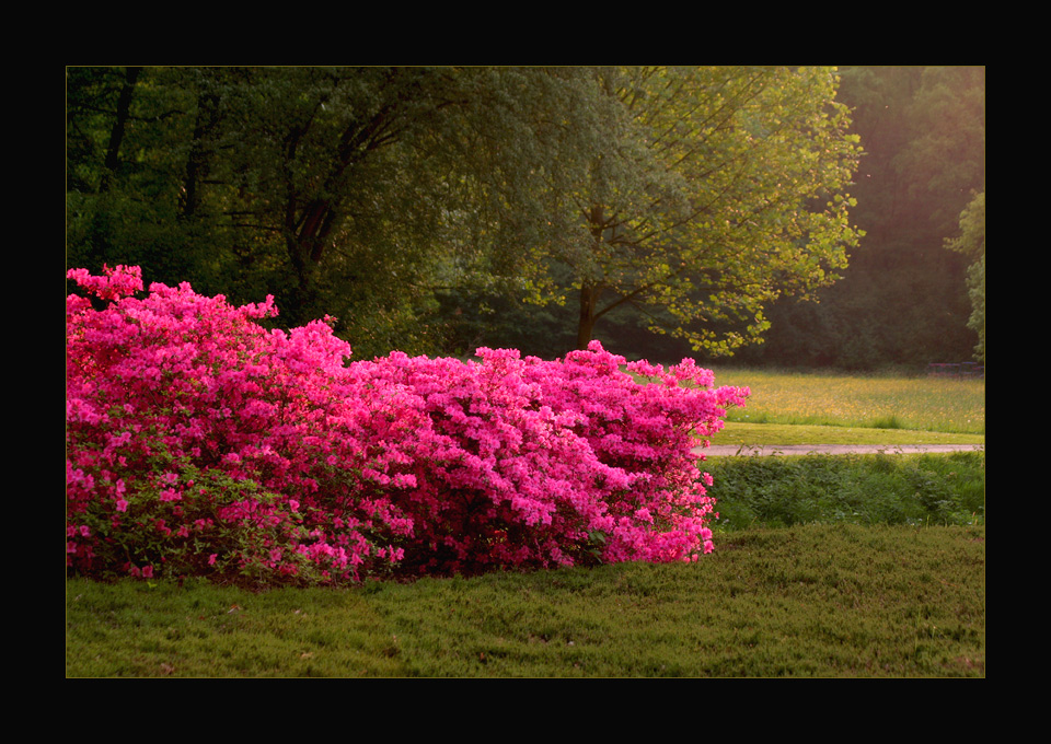 Rhododendronpark Bremen #5