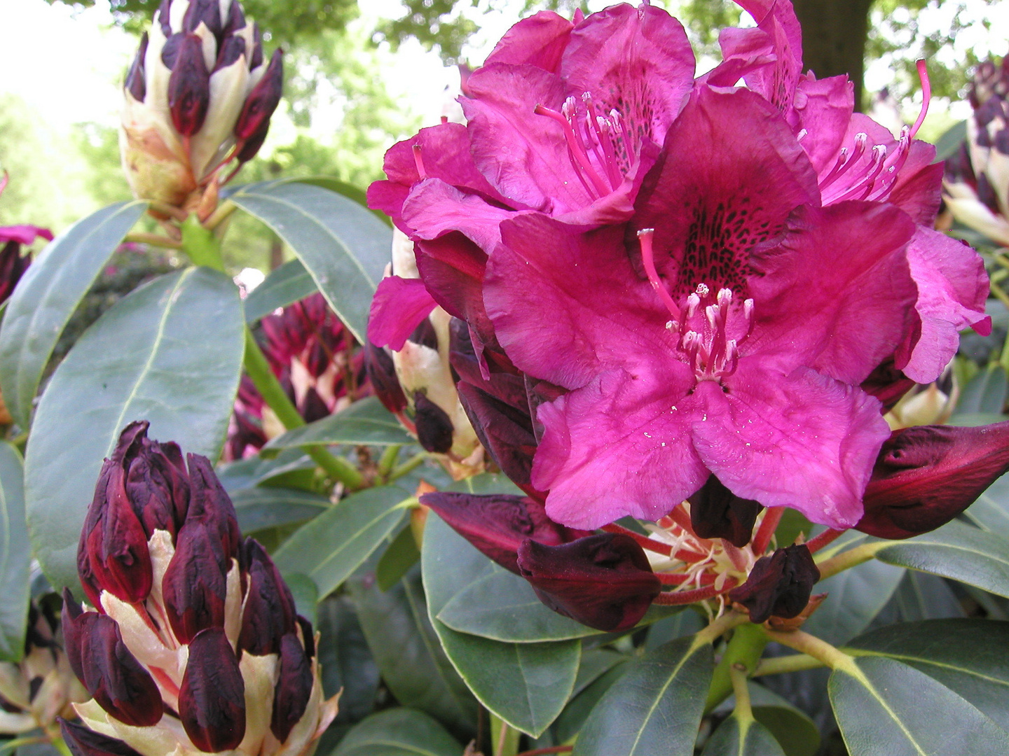 Rhododendronpark Bremen