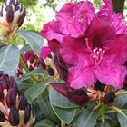 Rhododendronpark Bremen