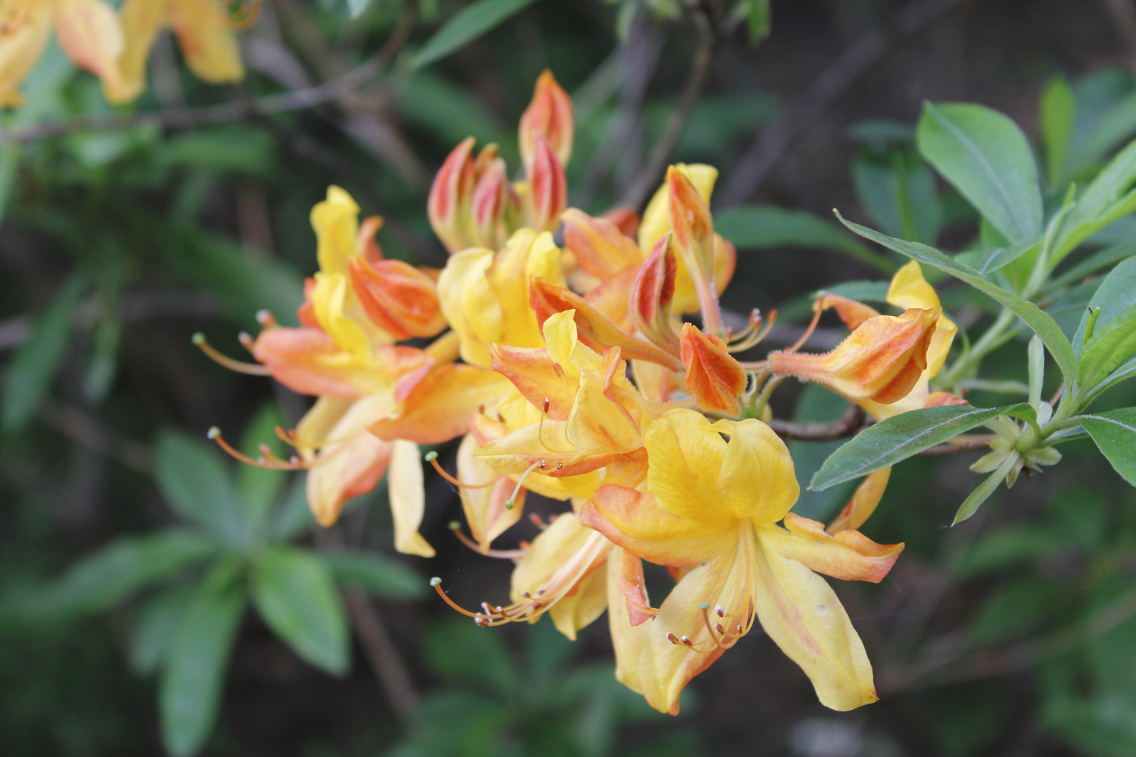 Rhododendronpark Bremen