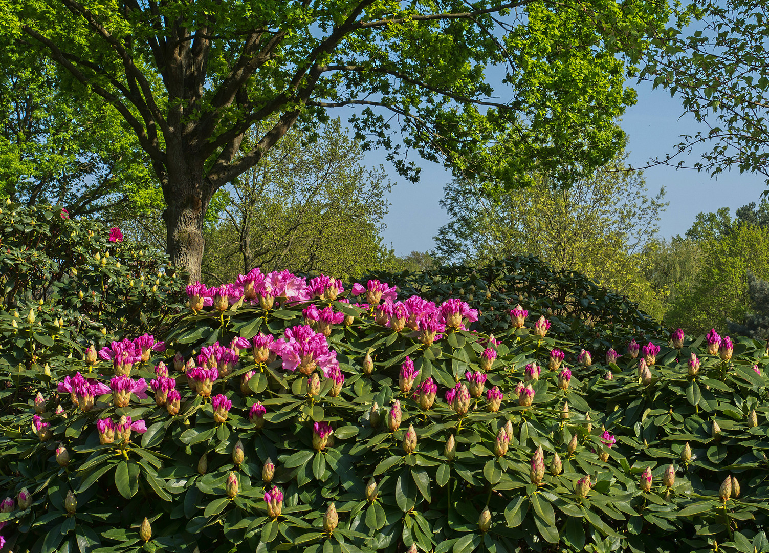 Rhododendronpark Bremen