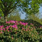 Rhododendronpark Bremen