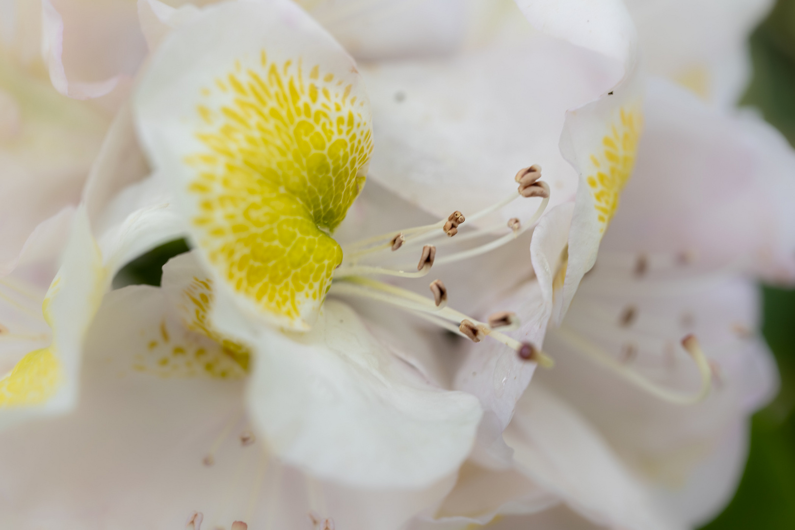 Rhododendronpark Bremen I