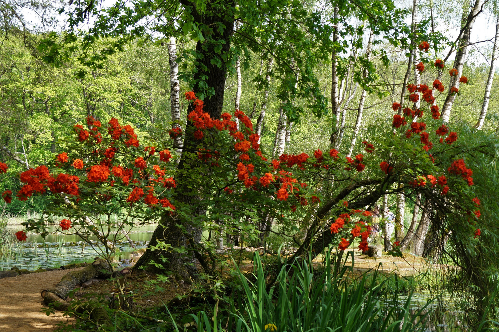 Rhododendronpark...