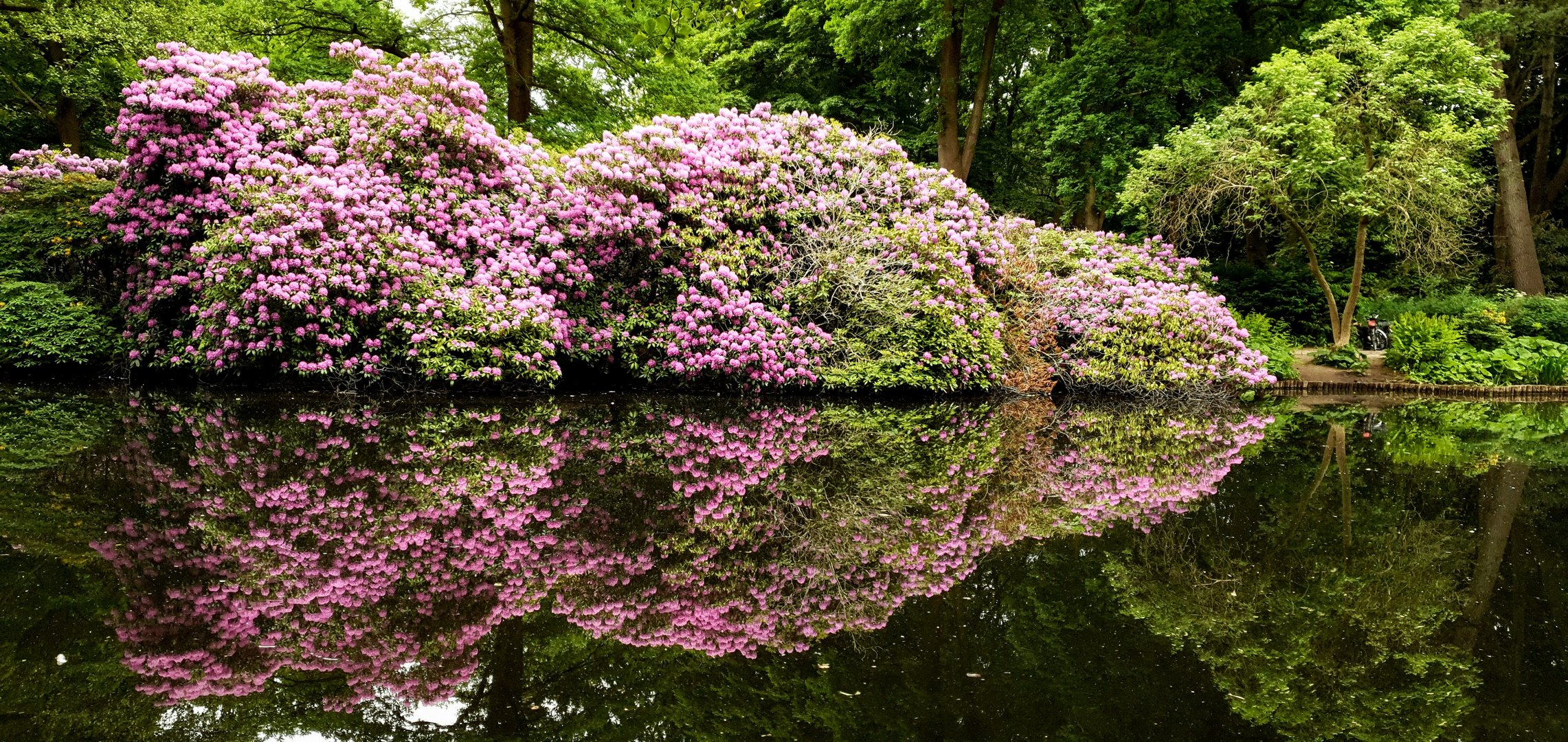 Rhododendronpark