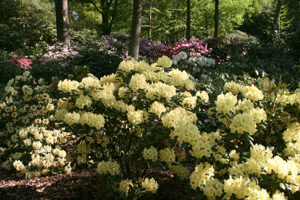 Rhododendronpark