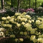 Rhododendronpark