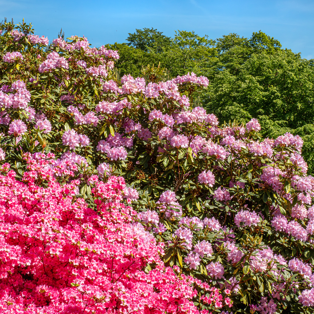 Rhododendronpark Graal-Müritz