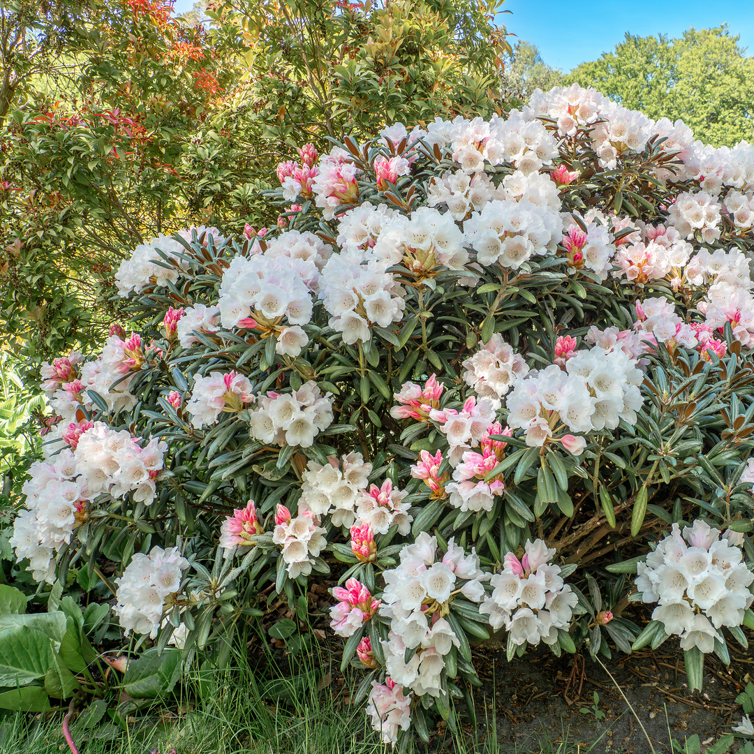 Rhododendronpark Graal-Müritz