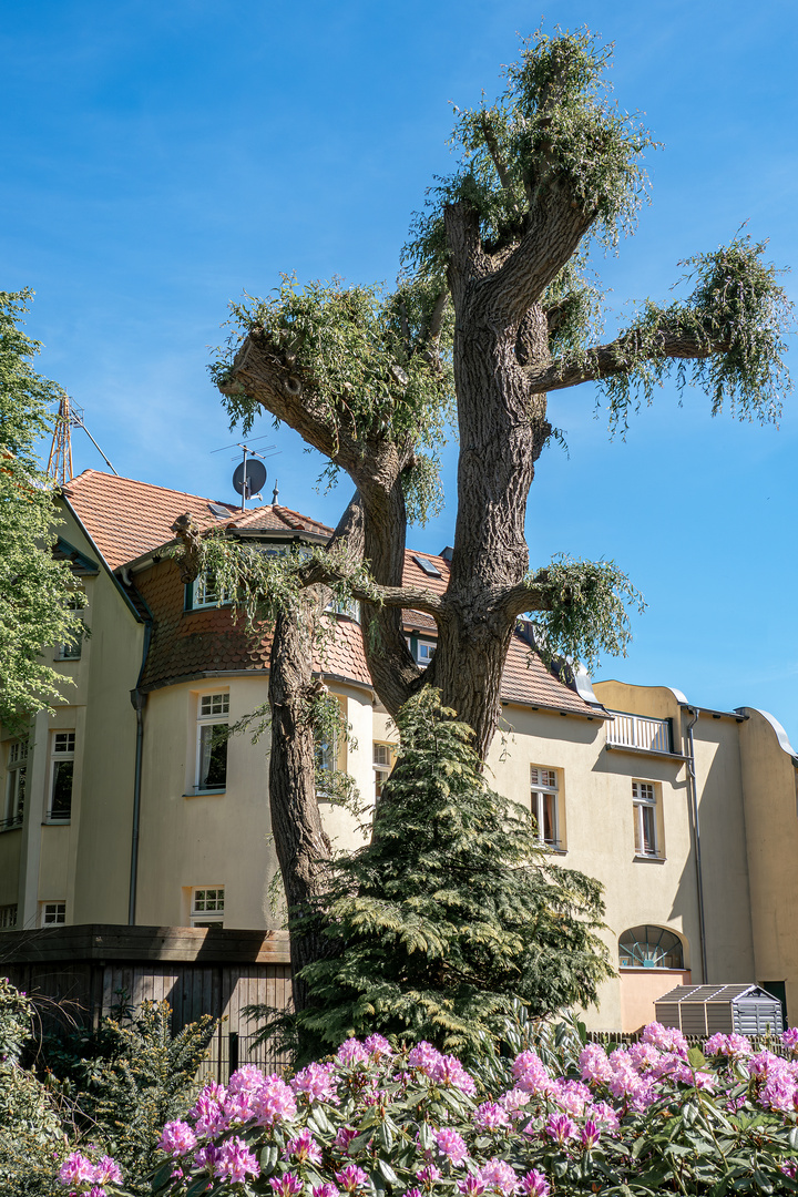 Rhododendronpark Graal-Müritz