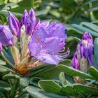 Rhododendronpark Graal-Müritz