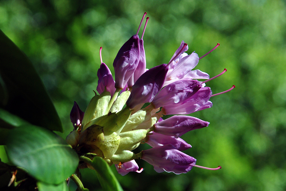 Rhododendronpark Graal-Müritz (7)