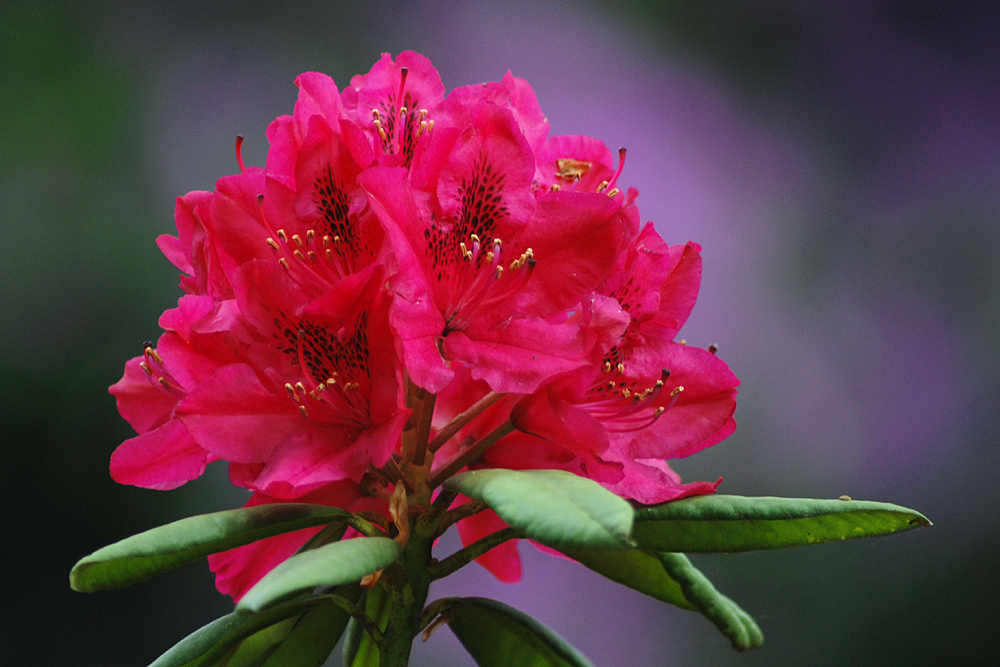 Rhododendronpark Graal-Müritz (8)