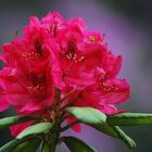 Rhododendronpark Graal-Müritz (8)