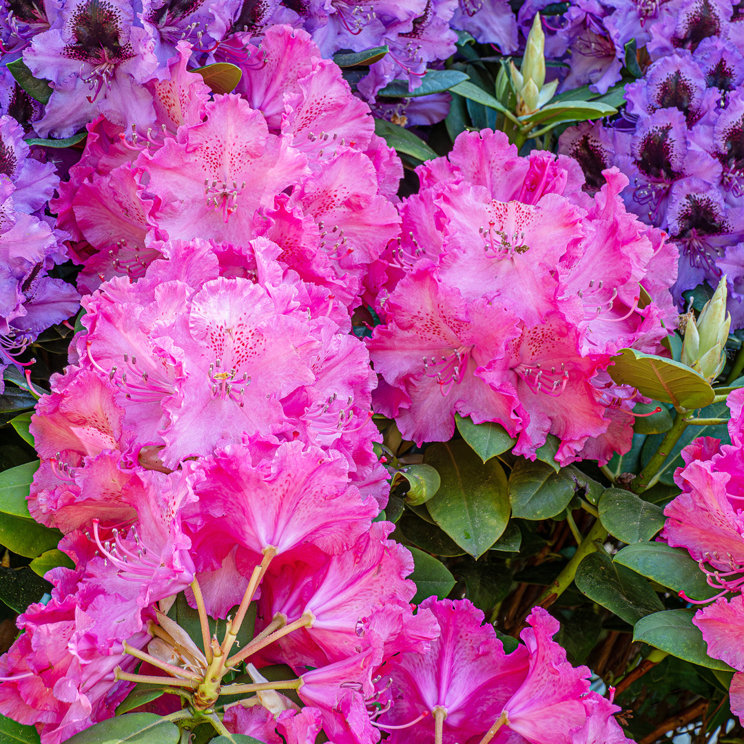 Rhododendronpark Graal-Müritz