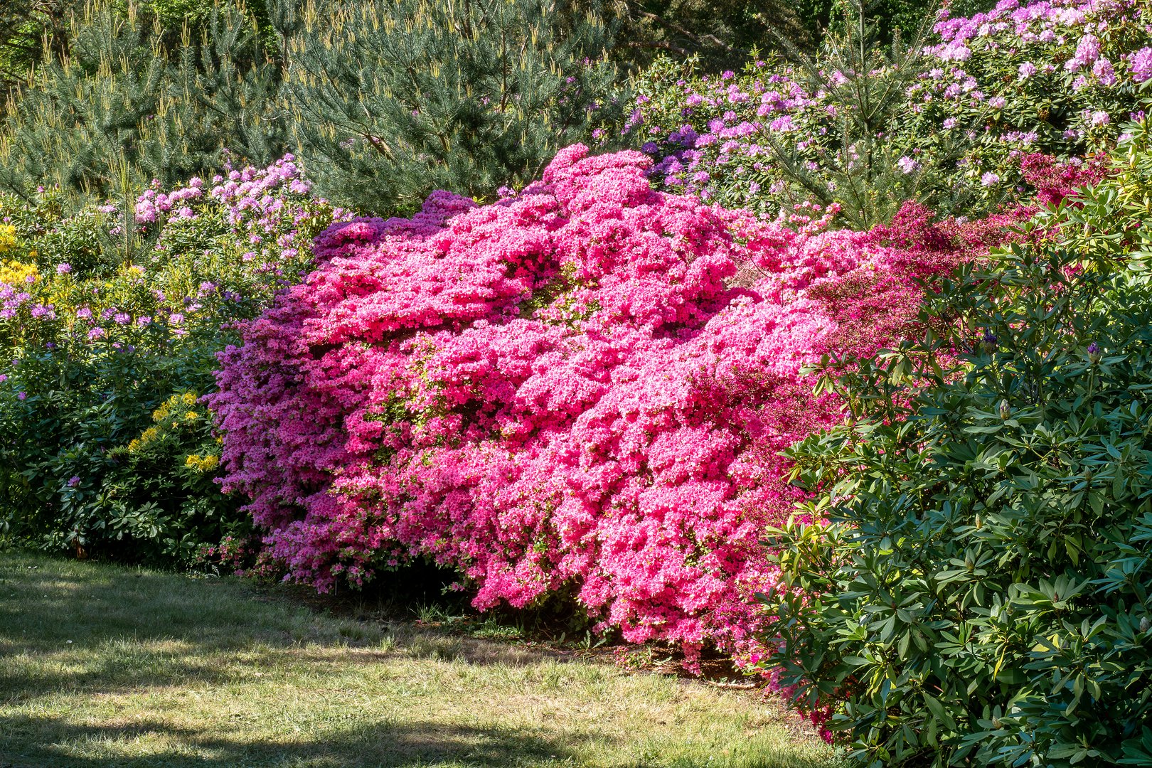 Rhododendronpark Graal-Müritz