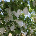 Rhododendronpark Gristede