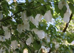 Rhododendronpark Gristede