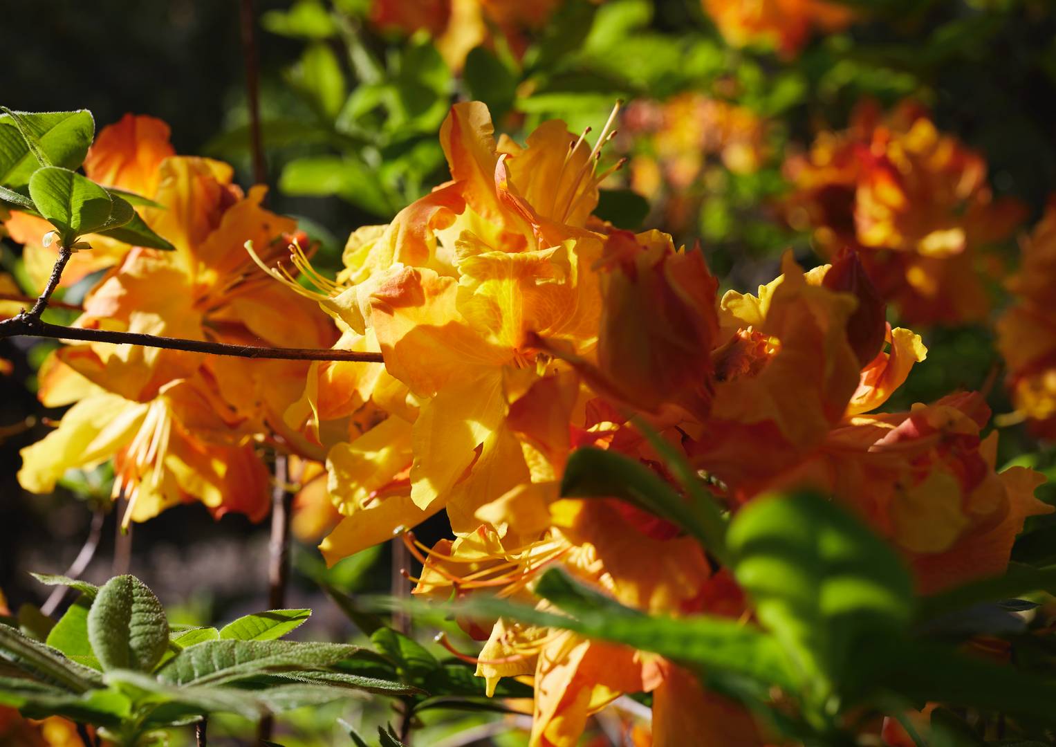 Rhododendronpark Gristede