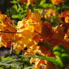 Rhododendronpark Gristede