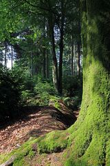 Rhododendronpark Gristede in Wiefelstede