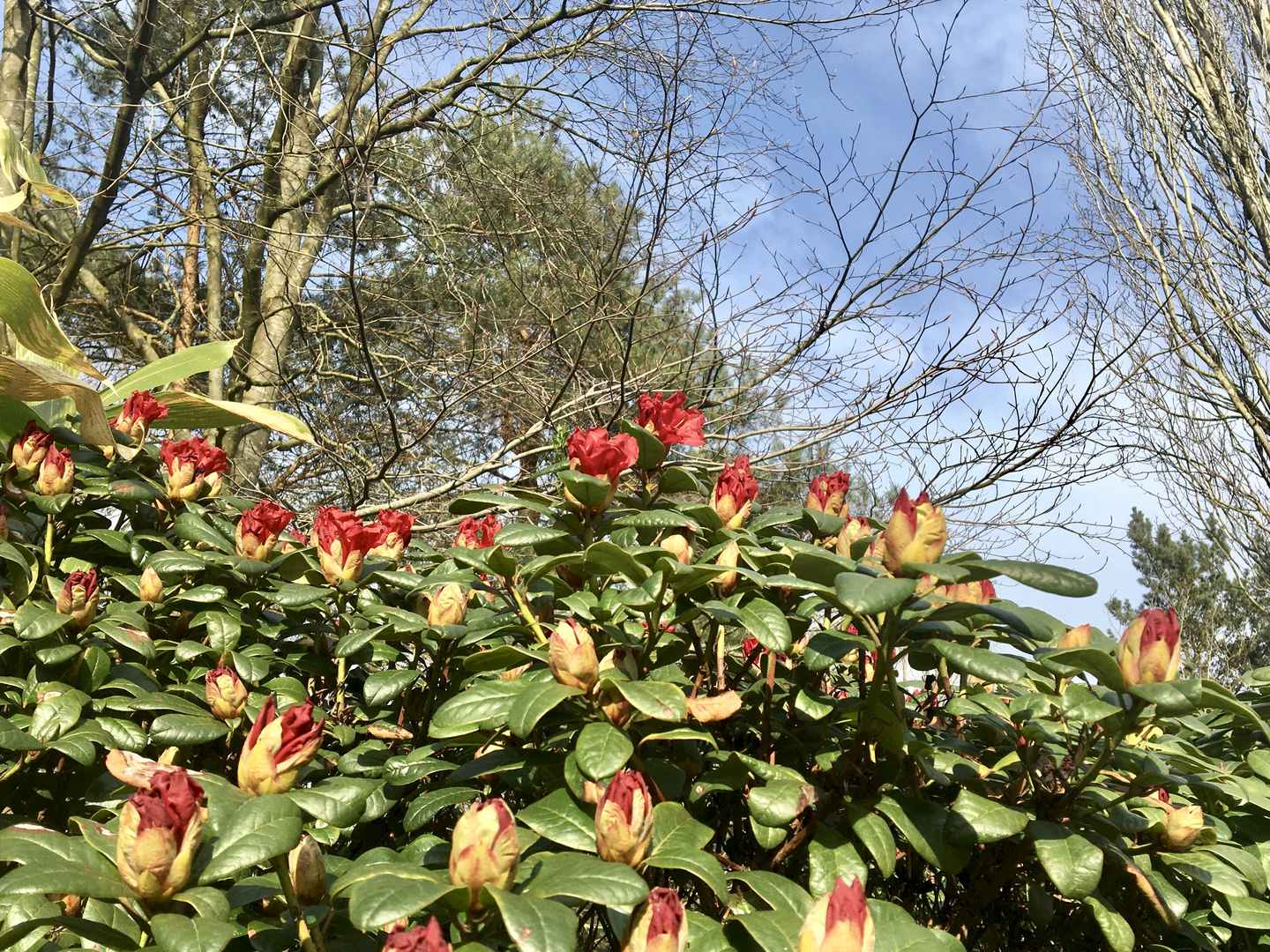 Rhododendronpark Gristede, Niedersachen IV