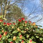 Rhododendronpark Gristede, Niedersachen IV