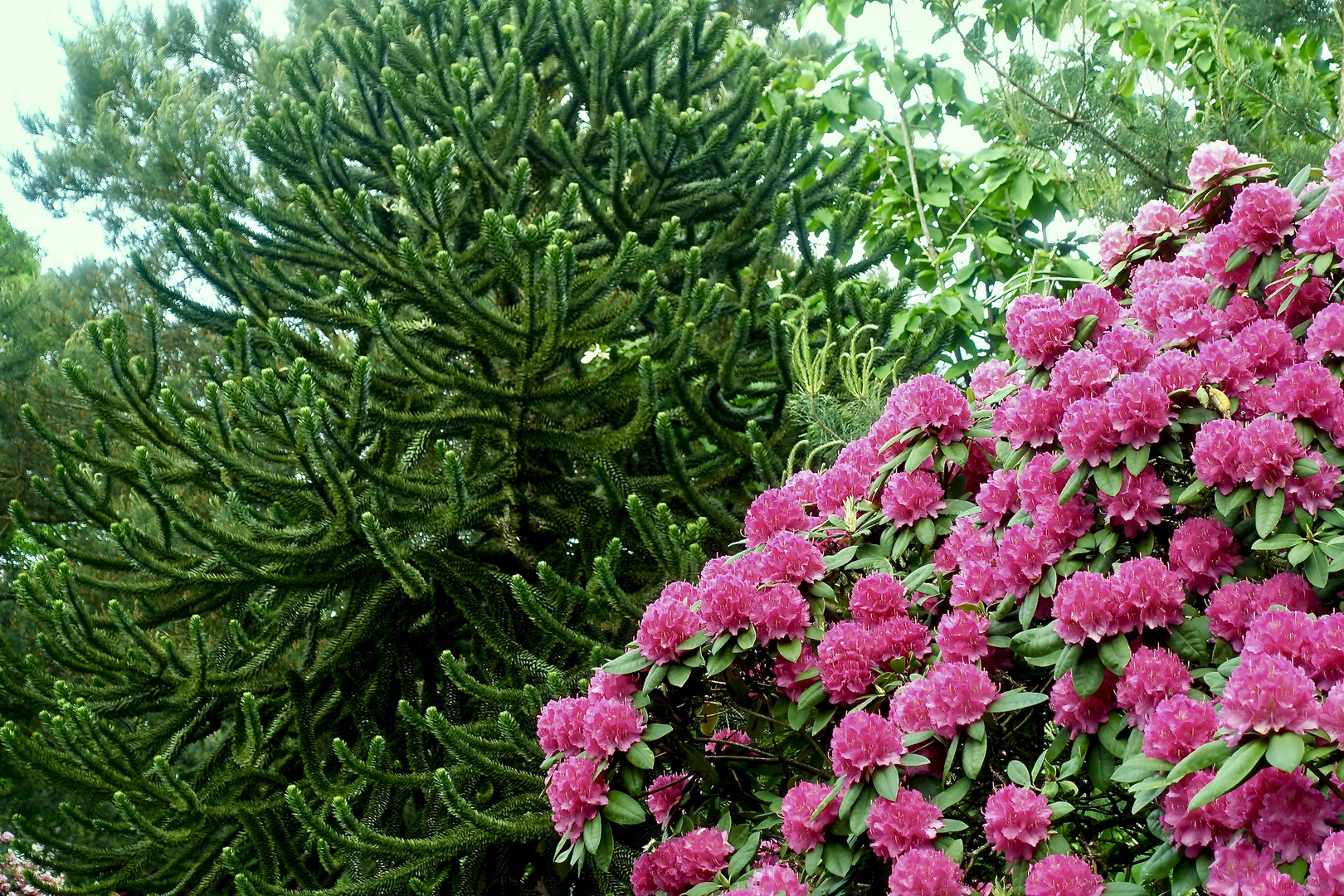 Rhododendronpark Gristede, Niedersachsen 06/21