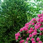 Rhododendronpark Gristede, Niedersachsen 06/21