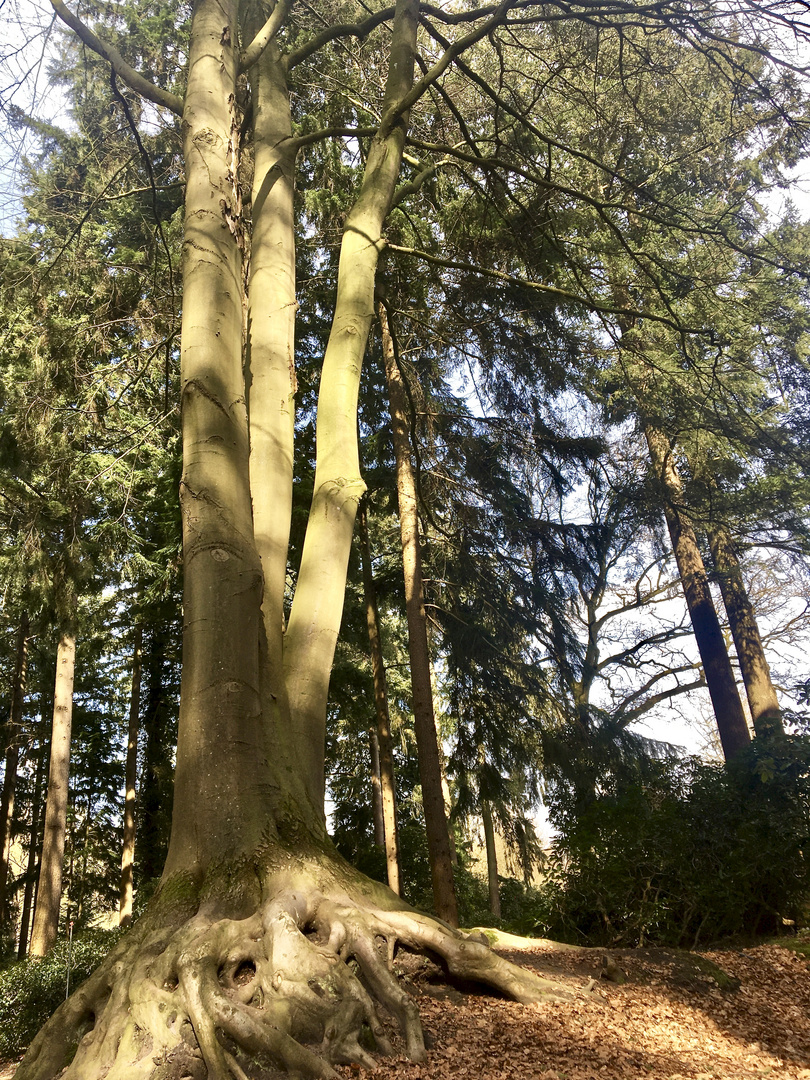 Rhododendronpark Gristede, Niedersachsen II