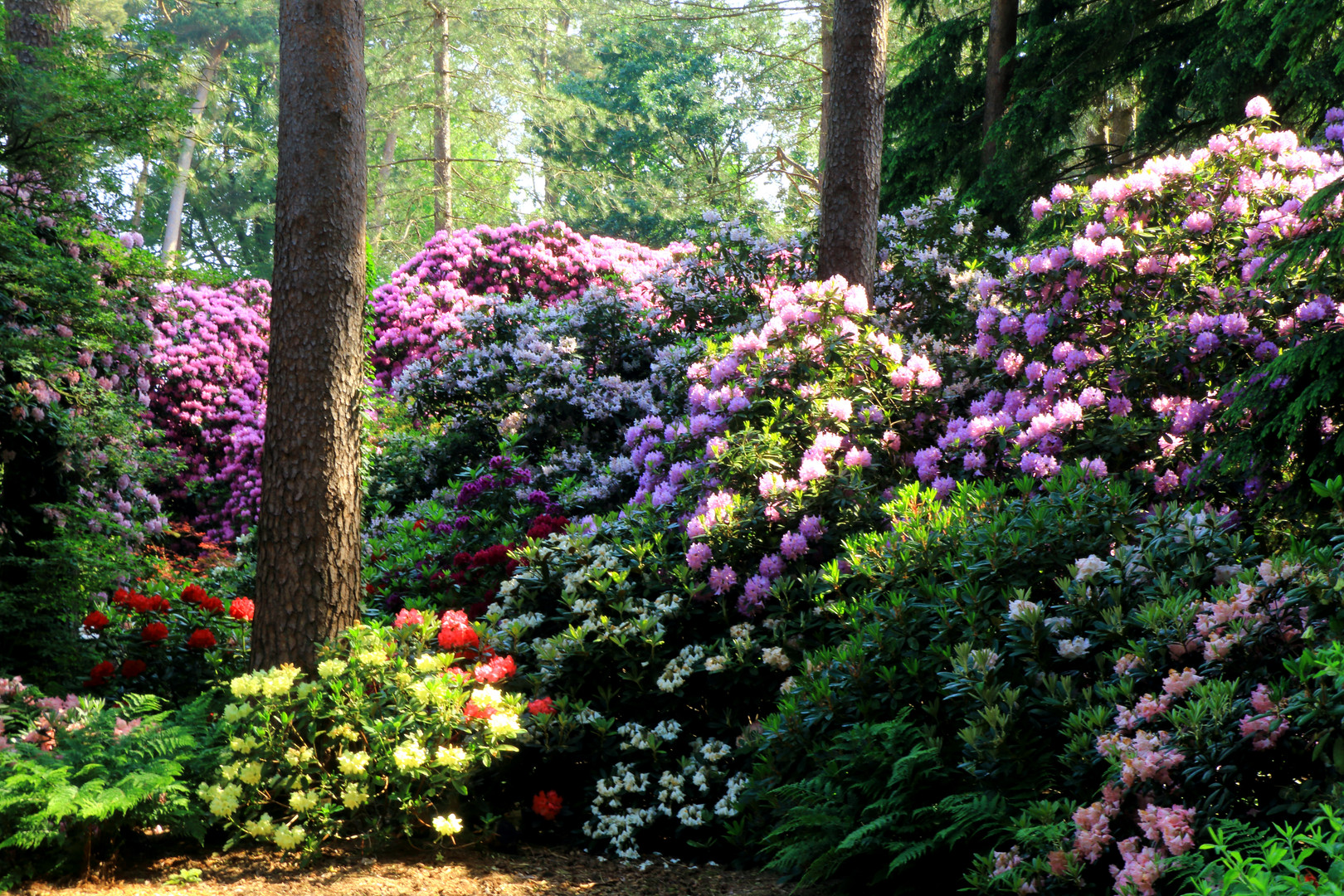 Rhododendronpark "Hobbie"