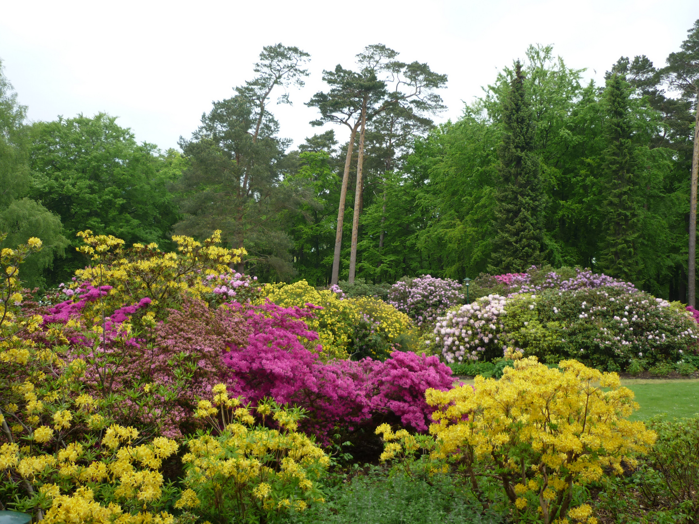 Rhododendronpark in Graal Müritz - Immer eine Reise wert