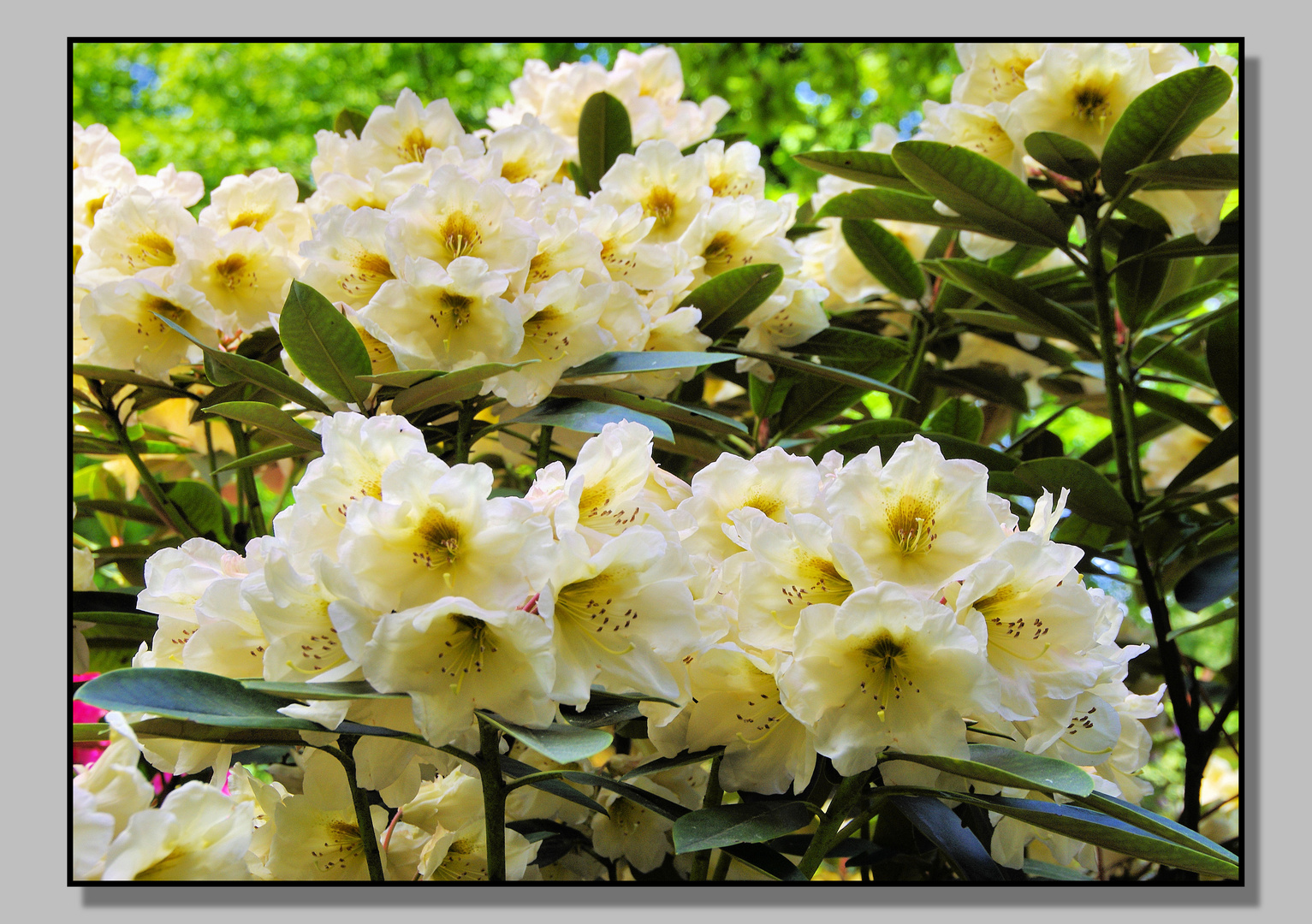 Rhododendronpark in Wiefelstede