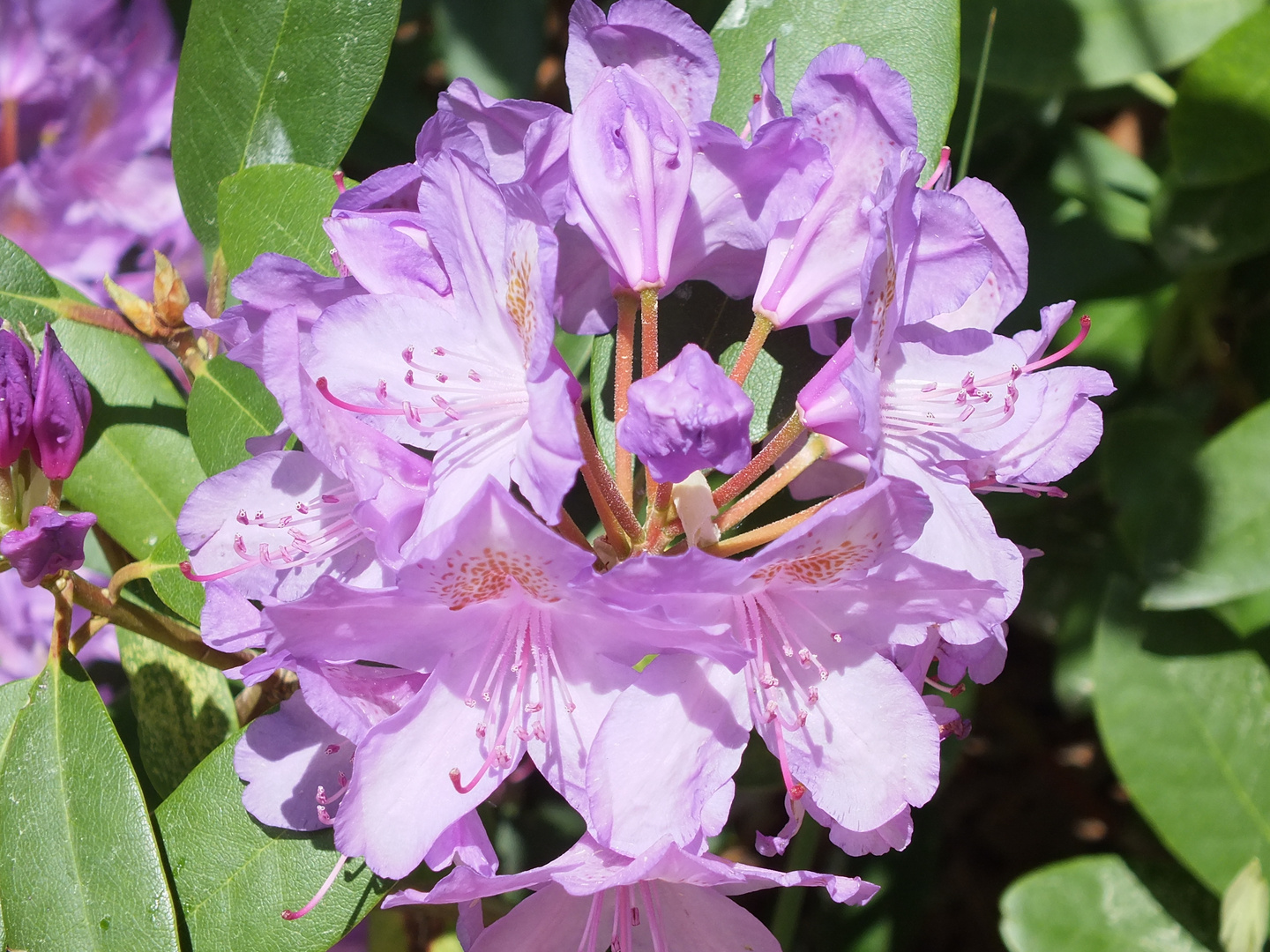 Rhododendronpark Kromlau