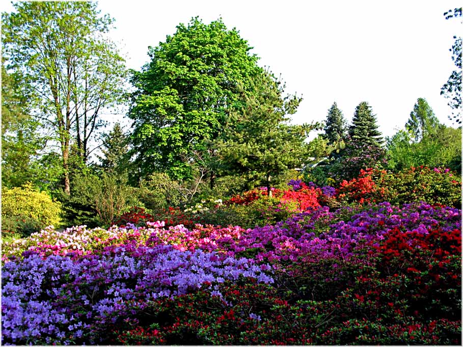 Rhododendronpark Wachwitz-Dresden