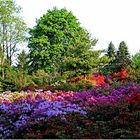 Rhododendronpark Wachwitz-Dresden