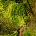 Rhododendronpark,Bremen