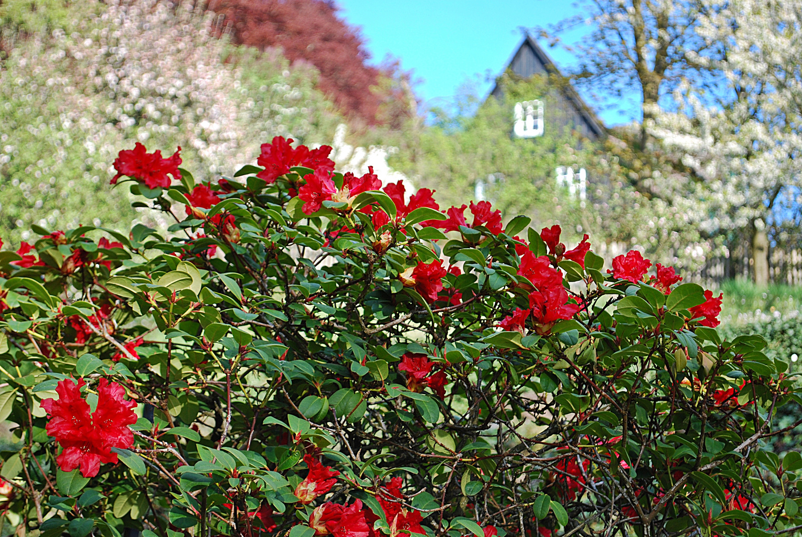 Rhododendronpracht...