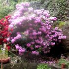 Rhododendrons (1)